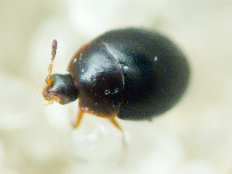 Orthoperus Stephens, 1829